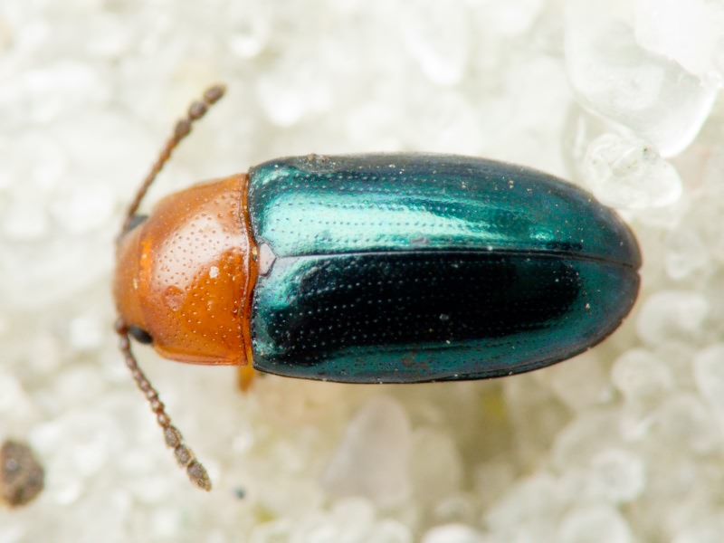 Triplax aenea (Schaller, 1783)